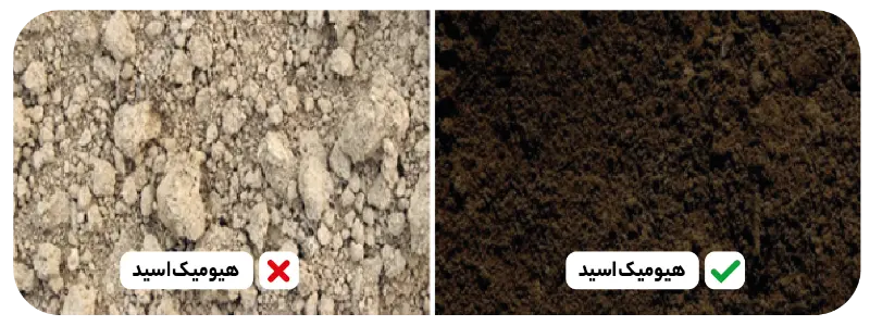 مقایسه خاک همراه و بدون هیومیک اسید